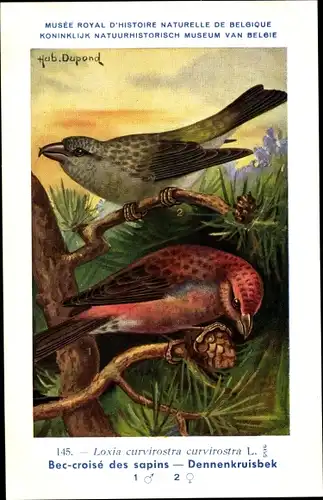 Künstler Ak Dupond, Hub., Loxia curvirostra, Fichtenkreuzschnabel