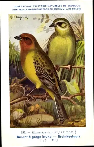 Künstler Ak Dupond, Hub., Emberiza bruniceps, Braunkopfammer