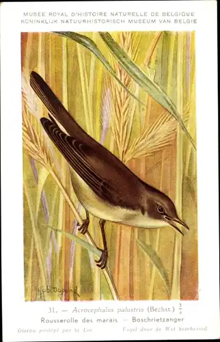 Künstler Ak Dupond, Hub., Acrocephalus palustris, Sumpfrohrsänger