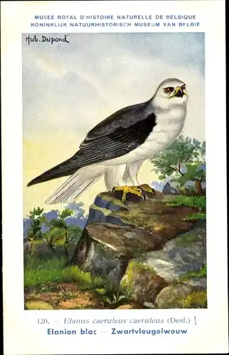 Künstler Ak Dupond, Hub., Elanus caeruleus, Gleitaar