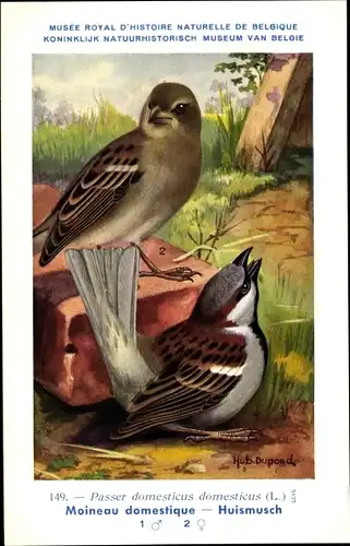 Künstler Ak Dupond, Hub., Passer domesticus, Haussperling