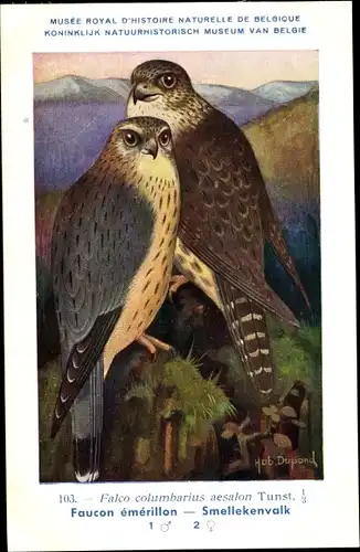 Künstler Ak Dupond, Hub., Falco columbaris aesalon, Merlin