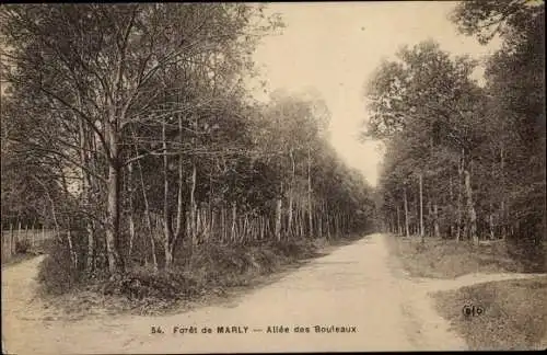 Ak Marly le Roi Yvelines, Foret, Allee des Bouleaux