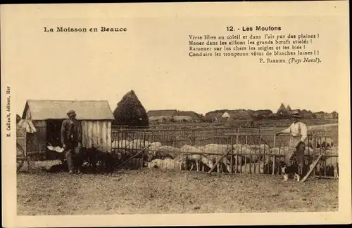 Ak Loir et Cher, La Moisson en Beauce, Les Moutins, Schafe, Landwirtschaft