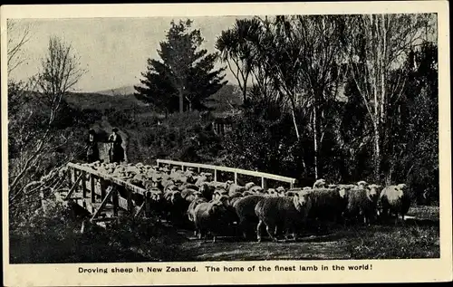 Ak Neuseeland, Droving sheep in New Zealand, the home of the finest lamb in the world