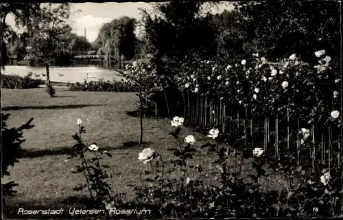 Ak Uetersen Schleswig Holstein, Partie im Rosarium