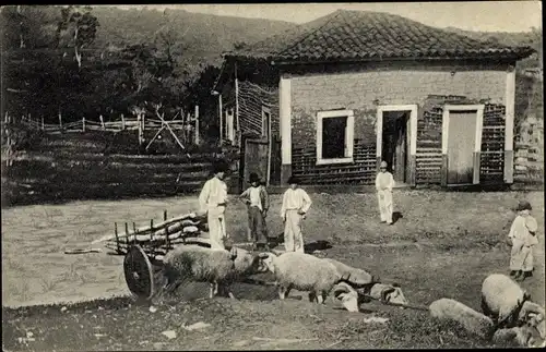 Ak Südamerikanische Bauern vor Wohnhaus 1909, Schafe