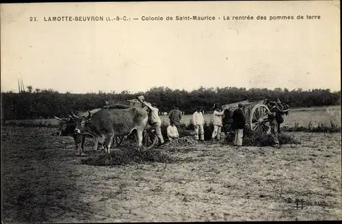 Ak Lamotte Beuvron Loir et Cher, Colonie de Saint Maurice, rentrée des pommes de terre