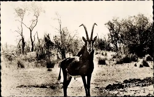 Ak Faune Africaine, Antilope Noire