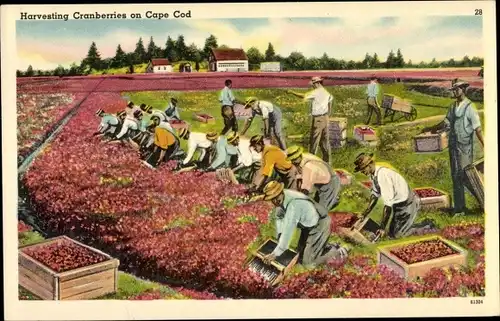 Ak Harvesting Cranberries on Cape Cod, Ernte