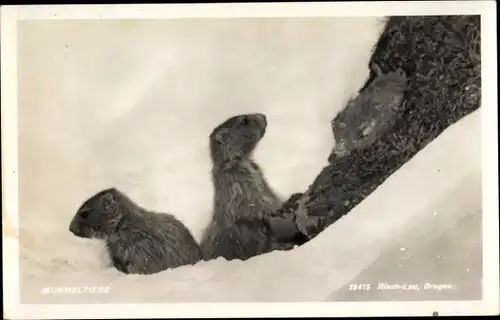 Ak Murmeltiere im Schnee