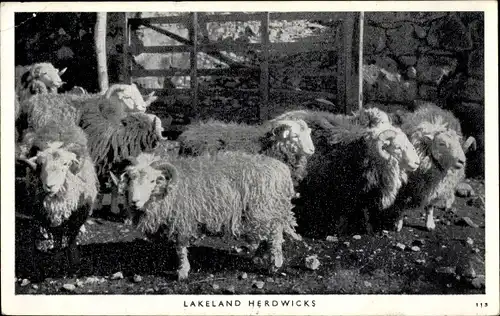 Ak Lakeland Herdwicks, Schafe mit langem Fell und Hörnern