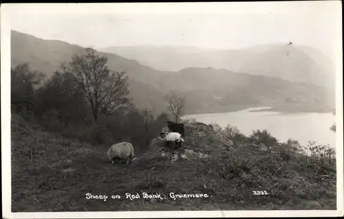 Foto Ak Grasmere North West England, Sheep on Red Bank, Schafe, Landschaft