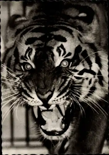 Ak Dresden, Zoologischer Garten, junger Siam Tiger