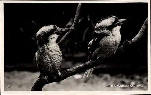 Ak Australian Kookaburras, Jägerlieste, Dacelo