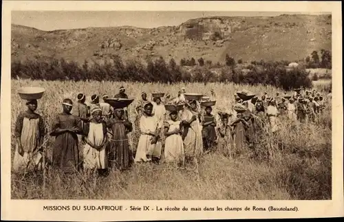 Ak Missions du Sud Afrique, Missionaires o. de Marie immaculee, Basutoland, Recolte