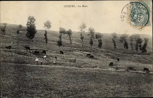 Ak Licques Pas de Calais, Le Mont, Rinder