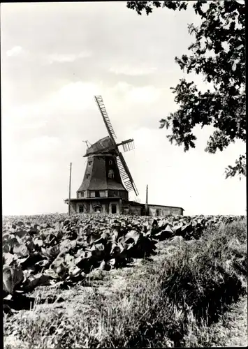 Ak Klütz in Mecklenburg, Windmühle