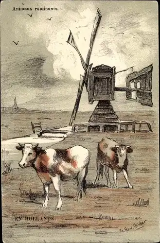 Künstler Ak En Hollande, Animaux ruminants, Windmühle, Rinder