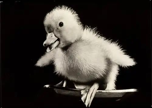 Ak Glückwunsch Ostern, Küken