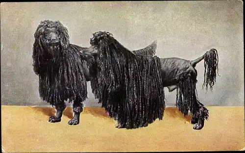Künstler Ak Zwei schwarze Pudel, rasiert, Hundeportrait