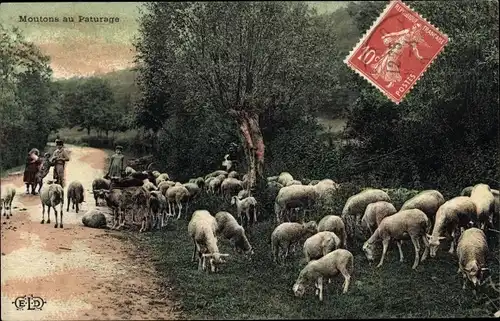 Ak Moutons au Paturage, Schafherde, Weide