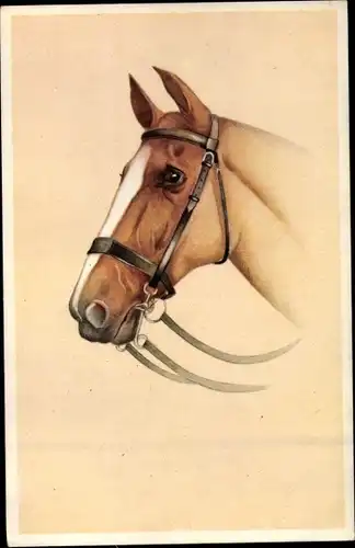 Künstler Ak Pferd, Halfter, Portrait