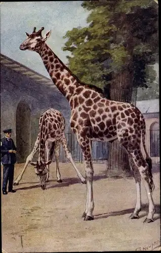 Künstler Ak Howard, C. Giraffen im Zoo, Tierwärter