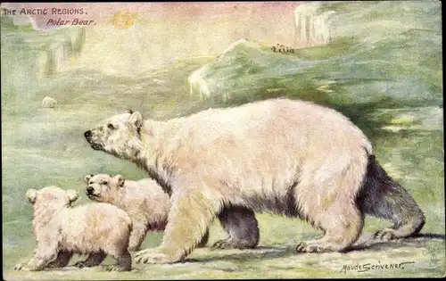 Künstler Ak Scrivener, Maude, The Arctic Regions, Polar Bear, Eisbären, Tuck 9167