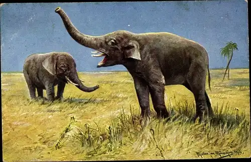 Künstler Ak Müller, M. jun., Zwei Elefanten in der Savanne