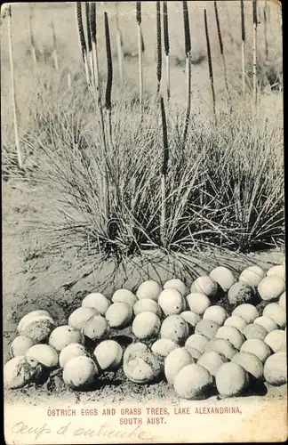 Ak Lake Alexandrina South Australia, Ostrich Eggs and Grass Trees