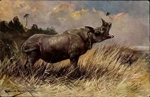 Künstler Ak Müller, M. jun. Nashorn in der Savanne