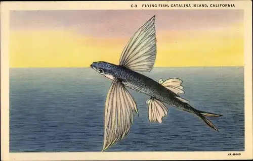 Künstler Ak Catalina Island Kalifornien USA, Flying Fish, fliegender Fisch