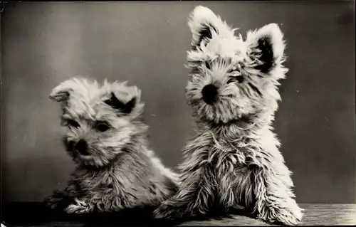 Ak Yorkshire Terrier, Portrait