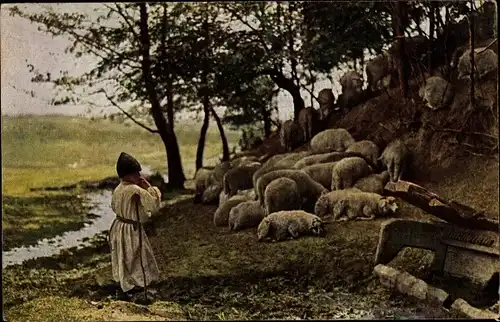 Ak Schafhirte im Balkan, Schafe