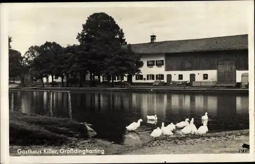 Großdingharting Straßlach Dingharting Oberbayern, Wasserpartie, Enten