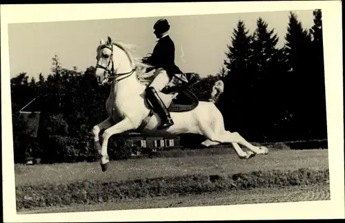 Foto Ak Reiter, weißes Pferd, Dressur