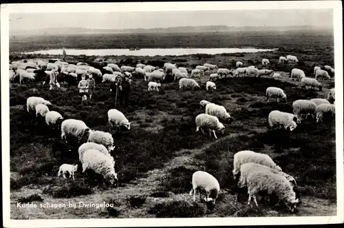Ak Dwingeloo Drenthe Niederlande, Kudde schapen