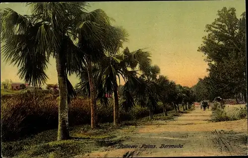 Ak Bermuda, Palmeto Palms