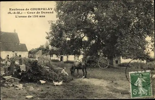 Ak Courpalay Seine et Marne, Ceur de Durand, L'orme de 120 ans, Cheval