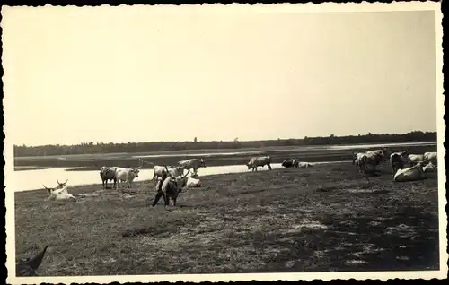 Foto Ak Ungarn, Rinder in der Puszta, Pußta