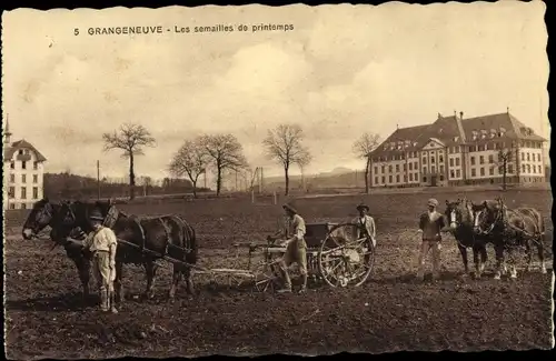 Ak Grangeneuve Kt Freiburg, Les semailles de printemps, Pferdepflüge auf dem Feld