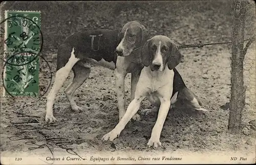 Ak Bonnelles Yvelines, Chasse a Coure, Chiens race Vendeenne