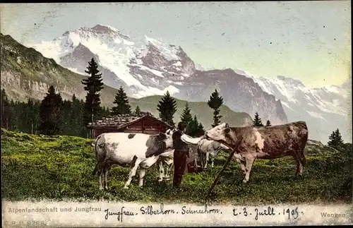 Ak Wengen Kt. Bern, Alpenlandschaft, Jungfrau, Rinder