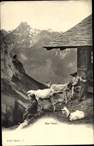 Ak Schweiz unbekannt, Sur l'alpe, Ziegen