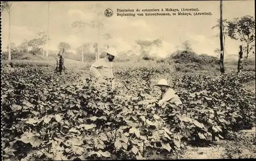 Ak Mokaye DR Kongo Zaire, Beplanting van katoenboomen