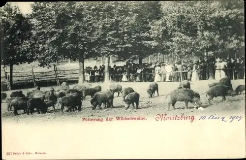 Ak Moritzburg Sachsen, Wildschweinfütterung