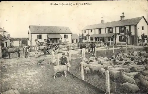 Ak St Avit Loir et Cher, Ferme d'Arras, Schafherde