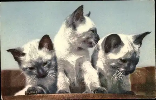 Ak Drei kleine weiße Katzen mit schwarzen Ohren und Gesichtern