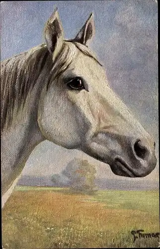 Künstler Ak Thomas, Paul, Pferdeportrait, weißes Pferd